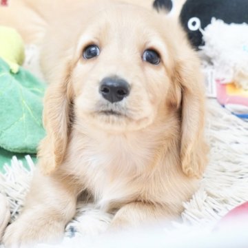 ミニチュアダックスフンド(ロング)【兵庫県・男の子・2025年9月12日・ゴールド】の写真「ダックス専門犬舎！父JKCチャンピオン直子！」