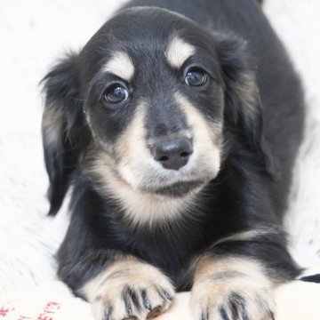 カニンヘンダックスフンド(ロング)【兵庫県・男の子・2025年9月30日・ブラックイエロー】の写真「ダックス専門犬舎！パパ犬チャンピオン直子！」