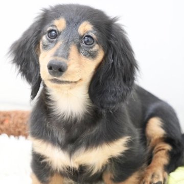 ミニチュアダックスフンド(ロング)【兵庫県・女の子・2025年8月21日・ブラックタン】の写真「父JKCチャンピオン！控えめマイペースちゃん」