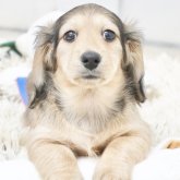 カニンヘンダックスフンド(ロング)