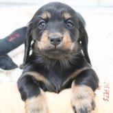 ミニチュアダックスフンド(ロング)