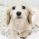 ミニチュアダックスフンド(ロング)【兵庫県・女の子・2025年3月17日・イエロー】の写真1