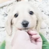 ミニチュアダックスフンド(ロング)【兵庫県・女の子・2025年9月18日・イエロー】の写真1