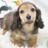 ミニチュアダックスフンド(ロング)