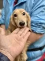 カニンヘンダックスフンド(ロング)【兵庫県・男の子・2025年2月23日・ブラックイエロー】の写真5「パパ犬　ナルくん」