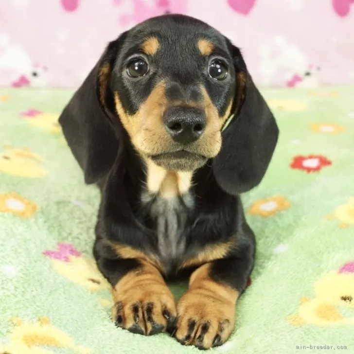 ID:2311-01888の子犬