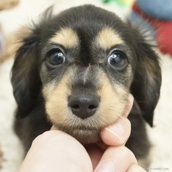 ID：2405-02173の子犬