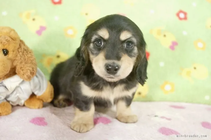 T 様のお迎えした子犬