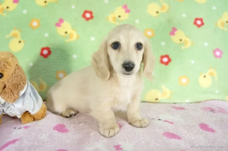 ID：1511-00755の子犬