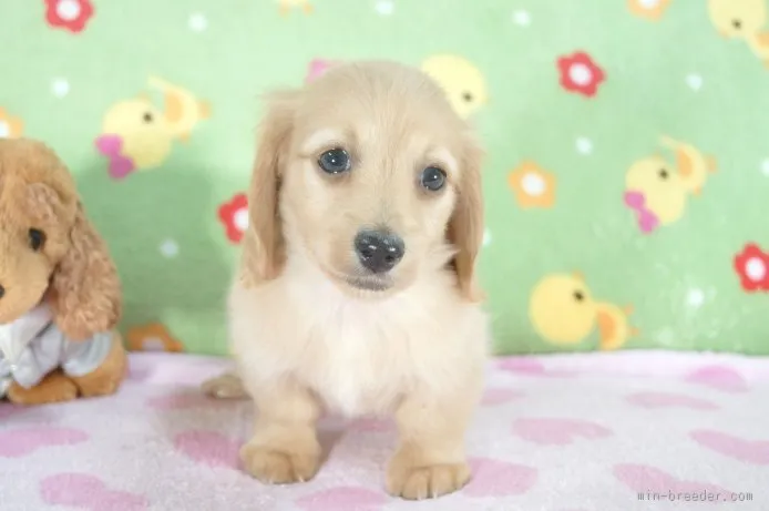 ID：1509-00139の子犬