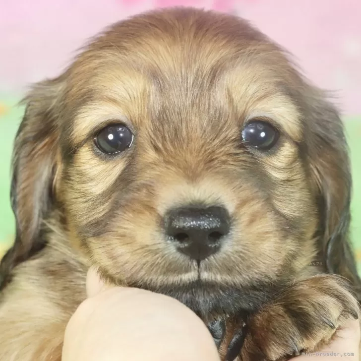 ID:2407-01038の子犬