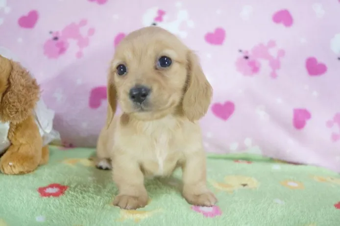 ID：1311-00791の子犬