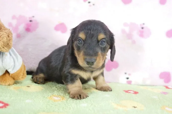 ID：1505-00889の子犬