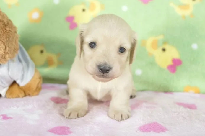 ID：1504-01560の子犬