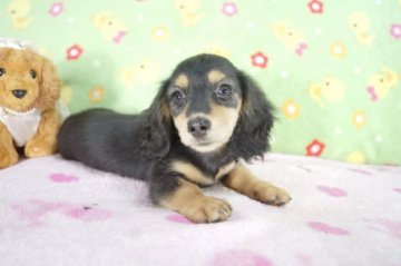 ミニチュアダックスフンド(ロング)【兵庫県・女の子・2015年1月12日・ブラッククリーム】の写真「カニンヘンサイズな女の子！」