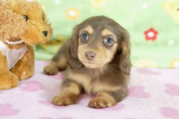 ミニチュアダックスフンド(ロング)【兵庫県・女の子・2015年8月29日・チョコタン】の写真「父チャンピオン!母カニンヘンサイズ!」