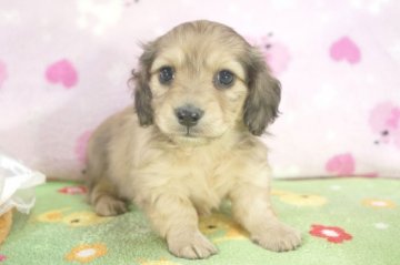 ミニチュアダックスフンド(ロング)【兵庫県・女の子・2014年2月27日・シェイデッドクリーム】の写真「父親クリームのJKCチャンピオン!!PRAクリア!」