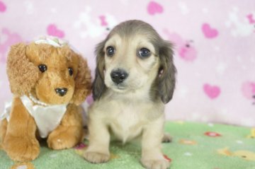 ミニチュアダックスフンド(ロング)【兵庫県・女の子・2013年6月11日・シェイデッドクリーム】の写真「母犬JKCチャンピオン！!」