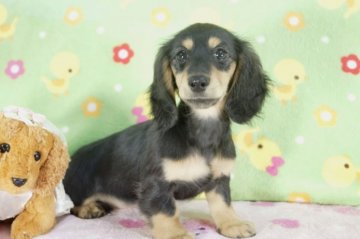 ミニチュアダックスフンド(ロング)【兵庫県・女の子・2015年2月16日・ブラッククリーム】の写真「母犬ＪＫＣチャンピオン！」