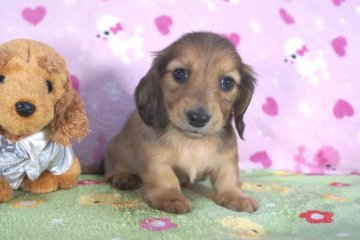 ミニチュアダックスフンド(ロング)【兵庫県・男の子・2014年4月17日・レッド】の写真「父親にチャンピオン!!」