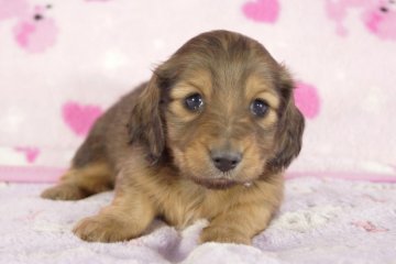 ミニチュアダックスフンド(ロング)【兵庫県・男の子・2013年1月6日・レッド】の写真「」