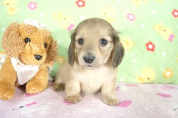 ミニチュアダックスフンド(ロング)【兵庫県・女の子・2015年3月9日・シェイデッドクリーム】の写真「両親JKCチャンピオン！父PRAクリア!」