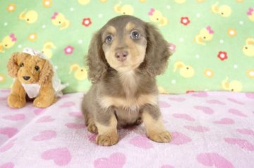 ミニチュアダックスフンド(ロング)【兵庫県・女の子・2015年8月25日・チョコタン】の写真「父チャンピオン！」