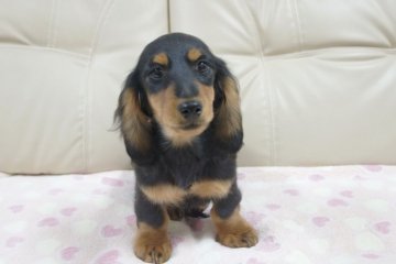 カニンヘンダックスフンド(ロング)【兵庫県・男の子・2013年1月20日・ブラックタン 両親チャンピオン!!】の写真「」