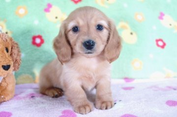 カニンヘンダックスフンド(ロング)【兵庫県・女の子・2015年4月22日・ゴールド】の写真「父３年連続日本一!!PRAクリア!」