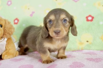 ミニチュアダックスフンド(ロング)【兵庫県・女の子・2015年2月4日・チョコタン】の写真「明るく人懐っこい無邪気な女の子！」