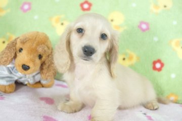 ミニチュアダックスフンド(ロング)【兵庫県・男の子・2015年5月27日・クリーム】の写真「父BIS.JKCチャンピオン！」