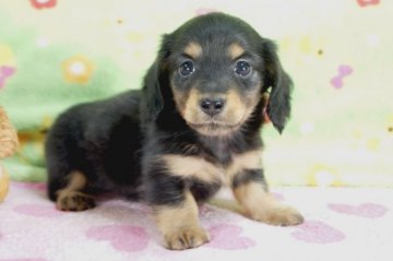 ミニチュアダックスフンド(ロング)【兵庫県・男の子・2015年9月10日・ブラックタン】の写真「父チョコのチャンピオン!！」