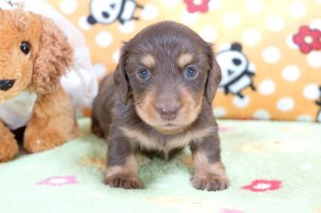 カニンヘンダックスフンド(ロング)【兵庫県・女の子・2015年7月17日・チョコタン】の写真「両親共にJKCチャンピオン!!」