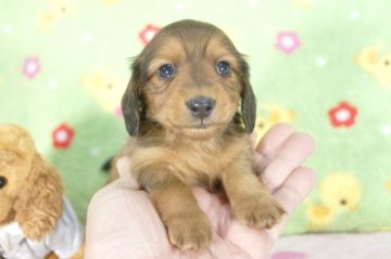 カニンヘンダックスフンド(ロング)【兵庫県・男の子・2015年3月4日・レッド】の写真「父３年連続日本一!!PRAクリア!」