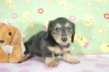 ミニチュアダックスフンド(ロング)【兵庫県・女の子・2015年8月20日・ブラックタン】の写真「両親共にチャンピオン!！」