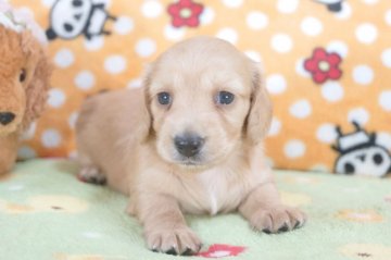 ミニチュアダックスフンド(ロング)【兵庫県・女の子・2015年7月19日・ゴールド】の写真「マイペースさん♪」