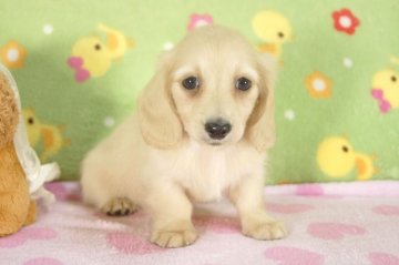 ミニチュアダックスフンド(ロング)【兵庫県・女の子・2015年8月12日・クリーム】の写真「両親共にチャンピオン直子！」