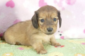 カニンヘンダックスフンド(ロング)【兵庫県・男の子・2015年4月20日・レッド】の写真「父JKCチャンピオン!!ＰＲＡクリア！」