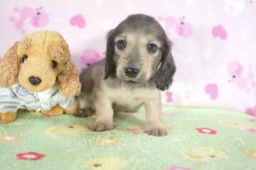 ミニチュアダックスフンド(ロング)【兵庫県・男の子・2015年2月16日・シェイデッドクリーム】の写真「母犬ＪＫＣチャンピオン！」