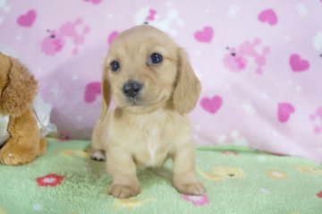 ミニチュアダックスフンド(ロング)【兵庫県・女の子・2013年10月22日・ゴールド】の写真「父ＪＫＣチャンピオン！ＰＲＡクリア！」