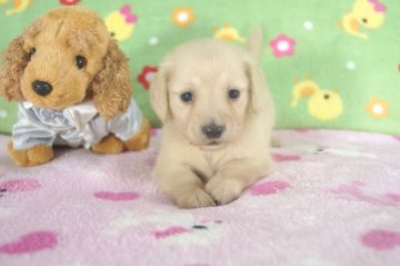 ミニチュアダックスフンド(ロング)【兵庫県・男の子・2014年6月11日・クリーム】の写真「父JKCチャンピオン!!ＰＲＡクリア！」