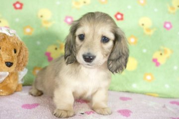 ミニチュアダックスフンド(ロング)【兵庫県・女の子・2015年3月1日・シェイデッドクリーム】の写真「父BIS.JKCチャンピオン！」