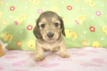 ミニチュアダックスフンド(ロング)【兵庫県・女の子・2015年8月12日・シェイデッドクリーム】の写真「両親共にチャンピオン直子！」