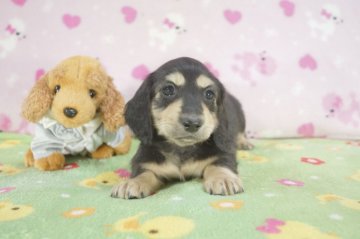 ミニチュアダックスフンド(ロング)【兵庫県・男の子・2014年2月18日・ブラッククリーム】の写真「両親チャンピオン直子!」