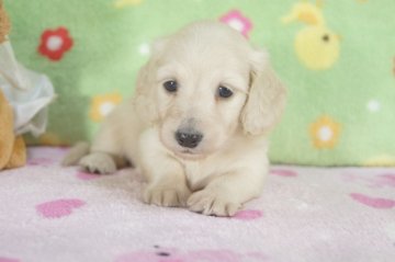 カニンヘンダックスフンド(ロング)【兵庫県・女の子・2014年7月5日・クリーム】の写真「父2012年2013年日本一!!PRAクリア!」