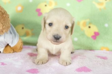 ミニチュアダックスフンド(ロング)【兵庫県・男の子・2015年4月10日・クリーム】の写真「とてもキュートな男の子！」