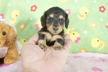 ミニチュアダックスフンド(ロング)【兵庫県・女の子・2014年6月20日・ブラックタン】の写真「父JKCチャンピオン!!ＰＲＡクリア！」