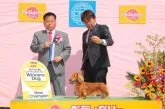 ミニチュアダックスフンド(ロング)【兵庫県・男の子・2016年12月26日・ブラッククリーム】の写真3「パパ犬チャンピオン!」