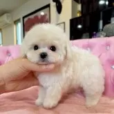 ビションフリーゼ