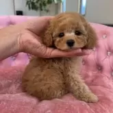 タイニープードル